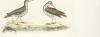 Spotted Sandpiper - Male & Female